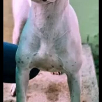 PUREBRED REGISTERED DOGO ARGENTINO PUPS