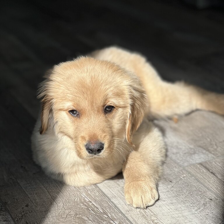 Golden retriever 3 months old needs n New Home