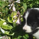 Purebred Border Collie Puppies Ready for adoption August 16-5