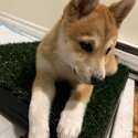 11Weeks Baby girl shiba Inu vet checked dewormed vaccinated-0