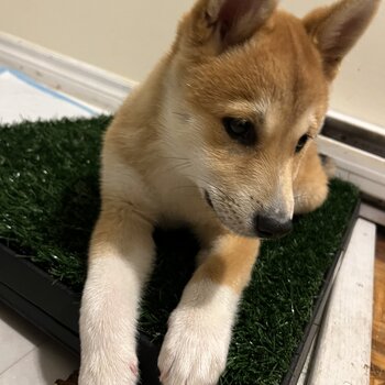 11Weeks Baby girl shiba Inu vet checked dewormed vaccinated