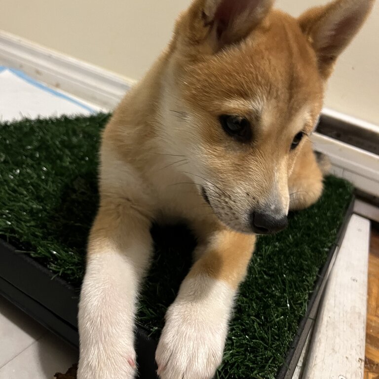 11Weeks Baby girl shiba Inu vet checked dewormed vaccinated