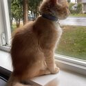 Male Ginger Tuxedo kitten-2