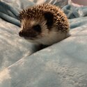 Hedgehog for sale-0