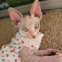 Female Sphynx Kitten-0