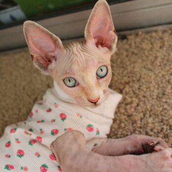 Female Sphynx Kitten