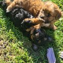 BEAUTIFUL POOCHON PUPPIES-0