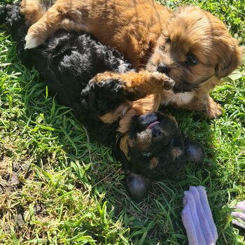 BEAUTIFUL POOCHON PUPPIES