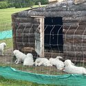 Great Pyrenees/Maremma-2