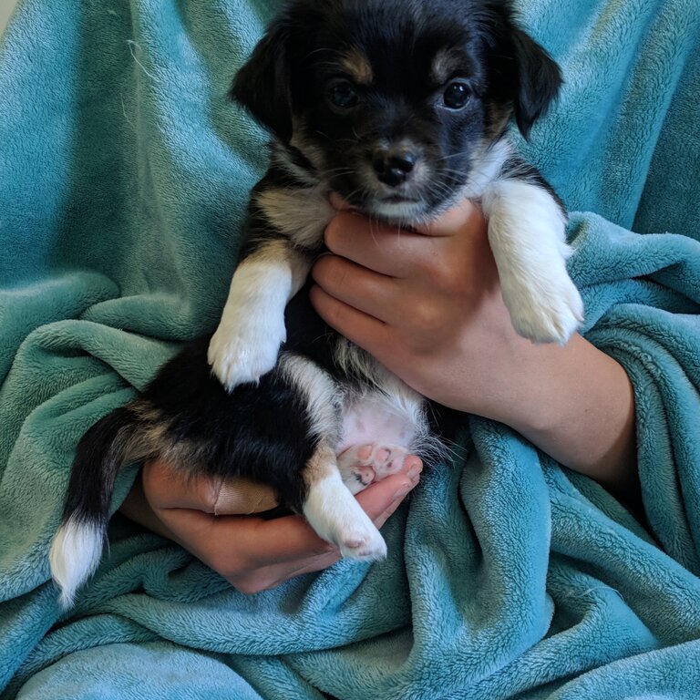 Long-hair Chihuahua Pups