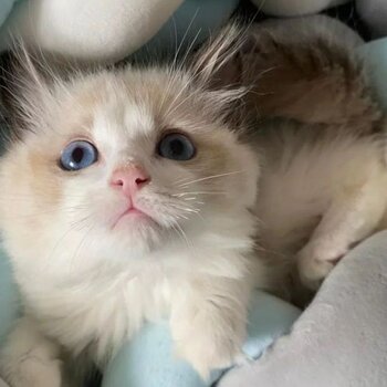 Cute Ragdoll kitten for adoption