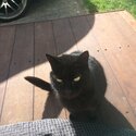 I am relocating and can’t take my cat, she is wild she only comes to me, she needs to be with a pe-3