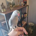 11 months old gray Indian Ringneck for sale -1