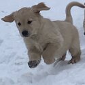 Golden retriever puppies -0