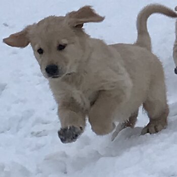 Golden retriever puppies 