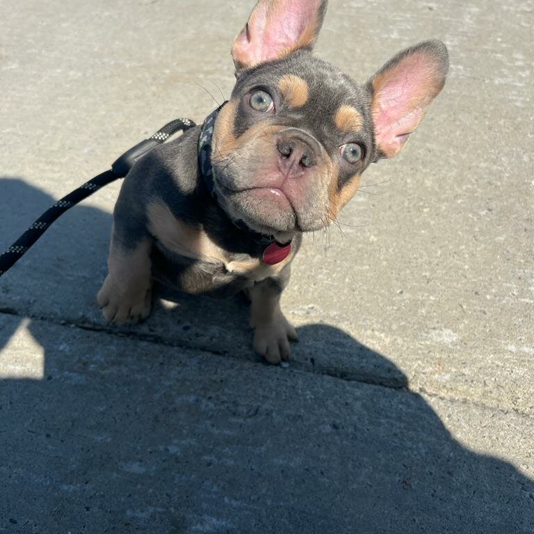 Lilac french bulldog