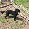 very loving portuguese water dog looking for a new home-1