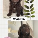 Cockapoo (Poodle cross Cocker Spaniel) puppies!-1