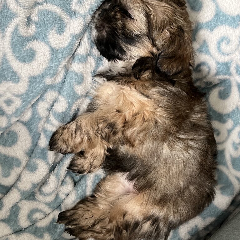 4 Shih Tzu &amp; Terrier cross 