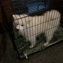 SAMOYED FOR SALE-2