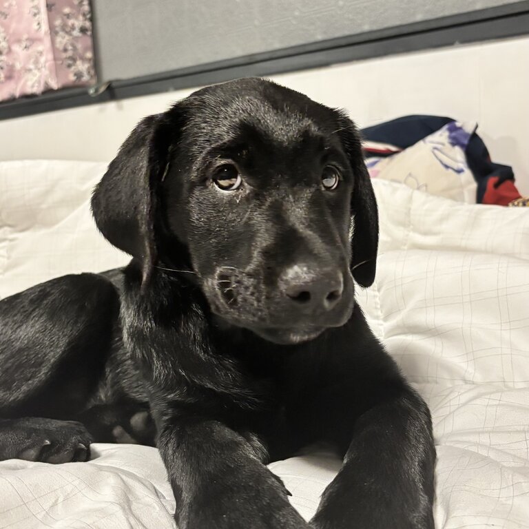 Cute black lab 