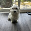 cute heavaneese- malteese dog for a loving new home-1