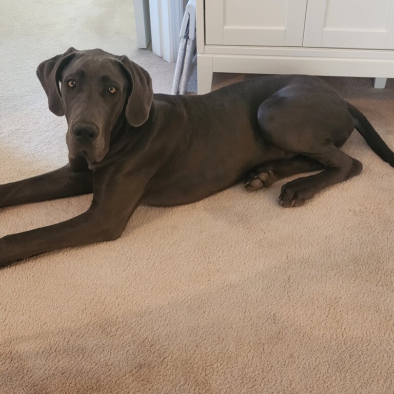 Rehoming great dane