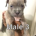 American bully puppies -2