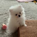 Pomeranian Puppy For Adoption -1