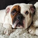 Beautiful English bulldog-0