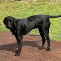 2 year old Labrador x Visla for a good Home-0