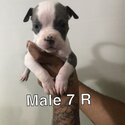 American bully puppies -4