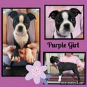 Boston Terrier Puppies -1