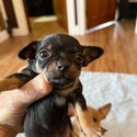 Sweet Female Chihuahua Puppies-1