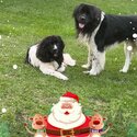 BEAUTIFUL CUTE AMAZING NEWFOUNDLAND LANDSEER PUPPIES-4