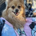 4 year old female Pomeranian mix -1