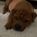 Shar Pei puppy looking for her forever home.-2