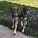 ONTARIO LOCATED GERMAN SHEPHERD TO GOOD HOME -2