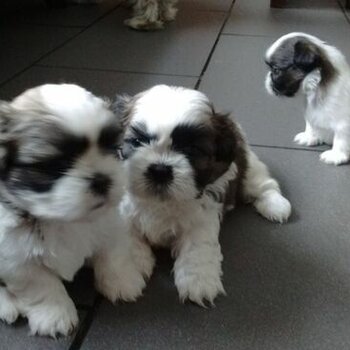 Gorgeous Shih tzu puppies for good home