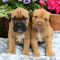 Cutie Bull Mastiff Puppies Ready-0