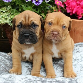 Cutie Bull Mastiff Puppies Ready