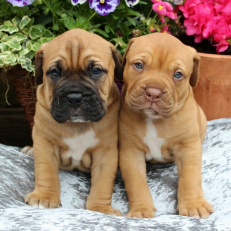 Cutie Bull Mastiff Puppies Ready