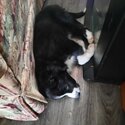 5 Australian shepherds Looking for there forever homes-2