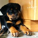 Purebred Rottweiler Puppies ready to go to their forever home -3