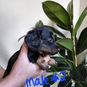 Gorgeous miniature dachshunds-2