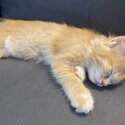 Male Ginger Tuxedo kitten-1