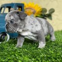 Charming French Bulldog Puppy-0