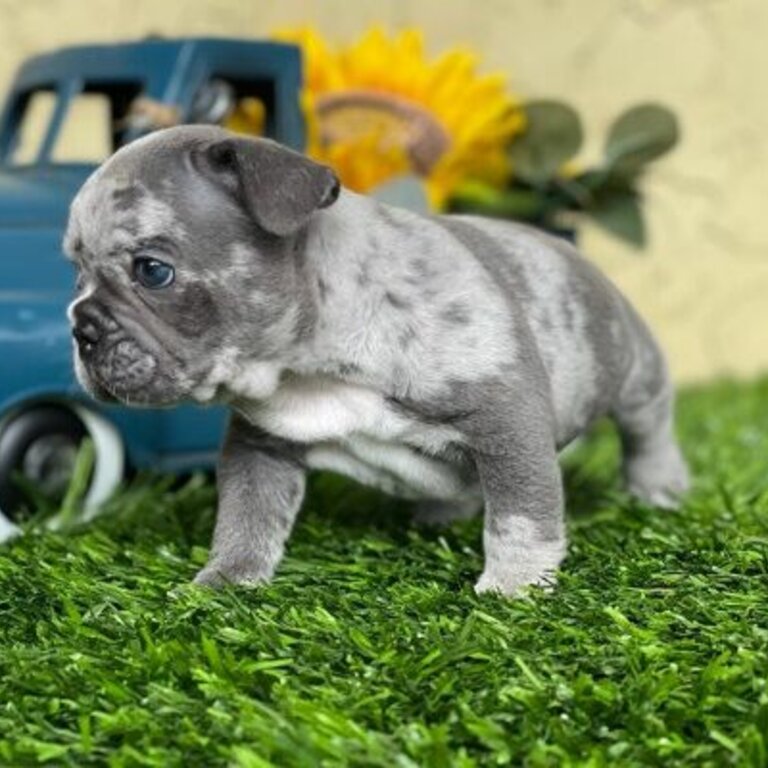 Charming French Bulldog Puppy