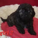 CAVOODLE PUPPIES-2