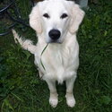 Young Golden retriever Male -0